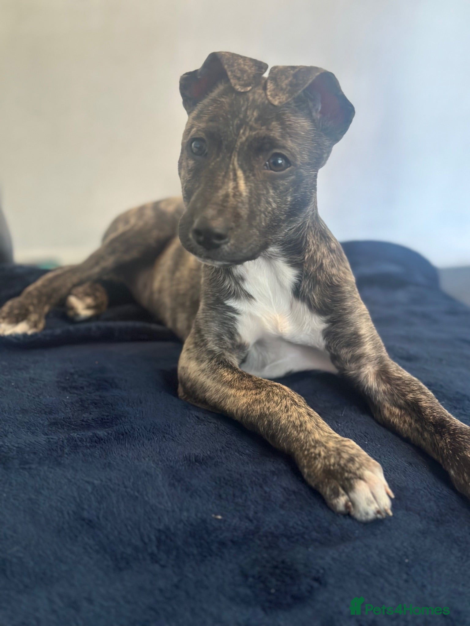 Lurcher dogs Bull greyhound puppy - Advert 2
