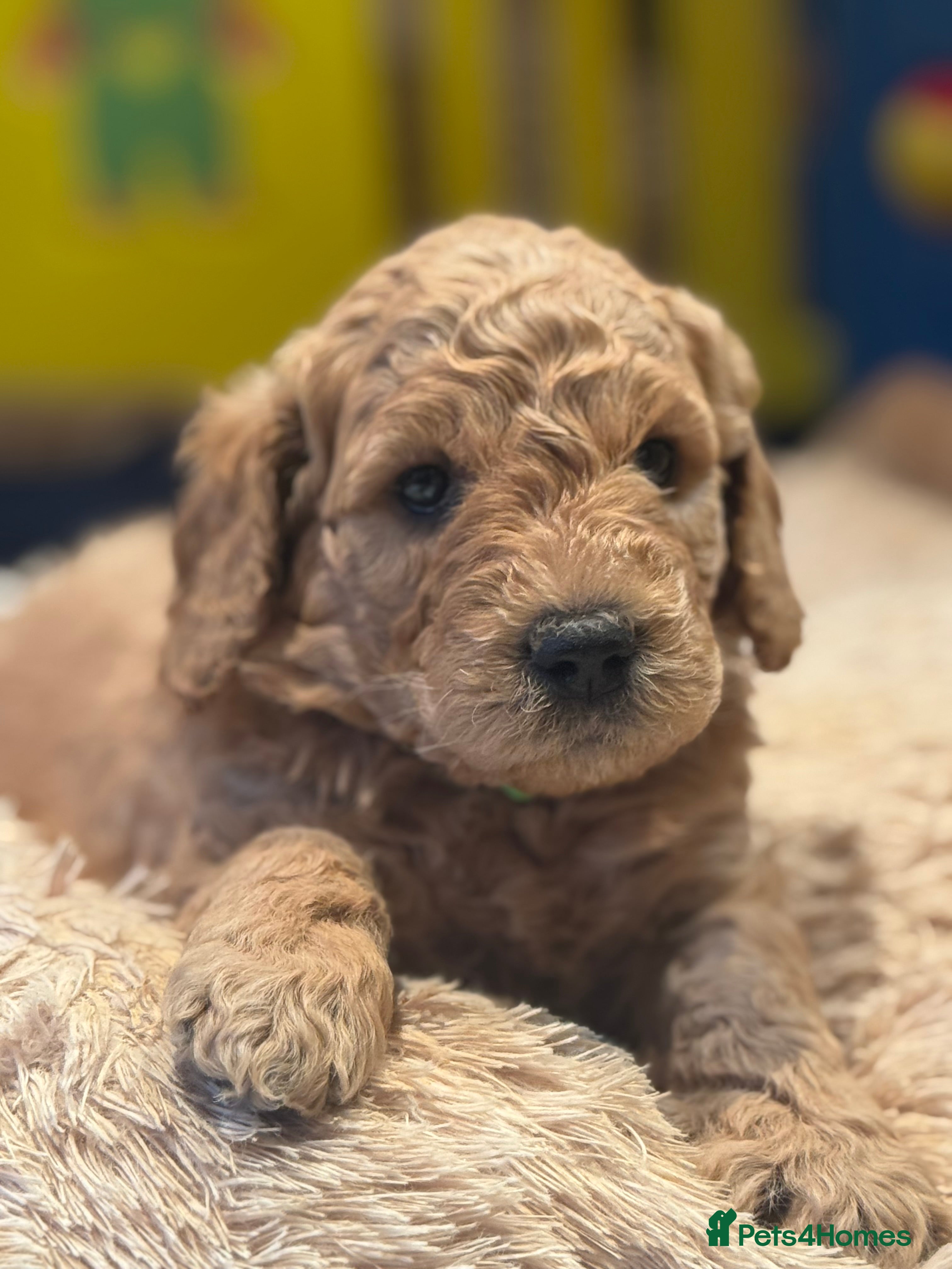 Mini Goldendoodle dogs Miniature Golden Doodle Puppies - Advert 5