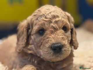 Mini Goldendoodle dogs Miniature Golden Doodle Puppies - Advert 5