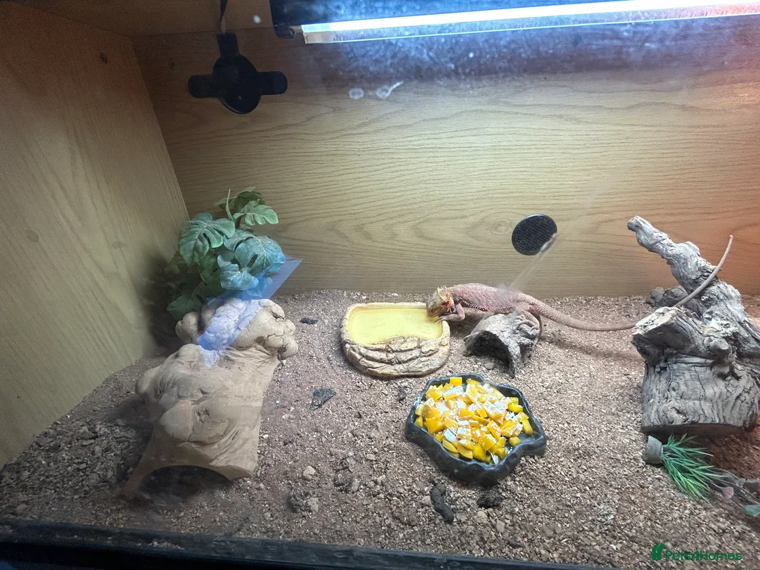 Bearded Dragon reptiles for sale: 1 year old female bearded dragon with enclosure  - Advert 8