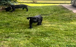 Labrador Retriever dogs for sale: KC Registered Black Labrador Pups 🐾 - Image 32