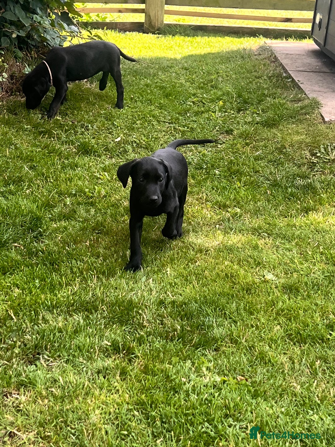 Labrador Retriever dogs for sale: KC Registered Black Labrador Pups 🐾 - Image 32