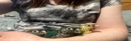 Conures birds for sale: Hand raised baby green cheek conures  - Advert 3
