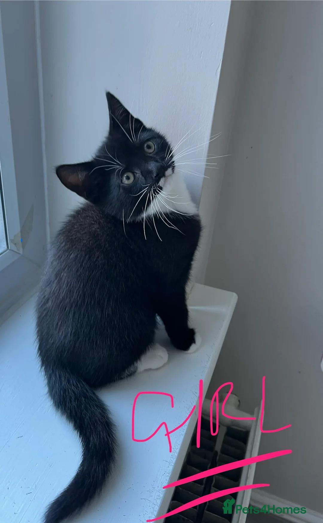 Mixed Breed cats for sale: 4 x Beautiful Playful Kittens Ready NOW - Advert 21