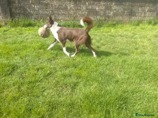 Border Collie dogs Red pedigree border collies - Advert 4