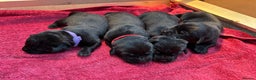 Labrador Retriever dogs for sale: Labrador Puppies – Black & Chocolate  - Advert 7