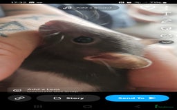 Rat rodents for sale: Baby male rats - Image 2