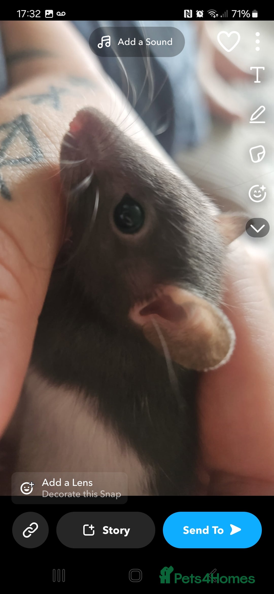 Rat rodents for sale: Baby male rats - Image 2