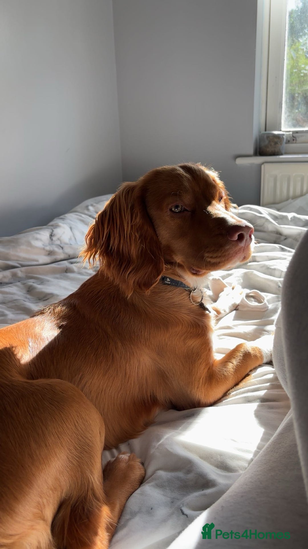 Cocker Spaniel dogs for sale: cocker spaniel  - Image 1