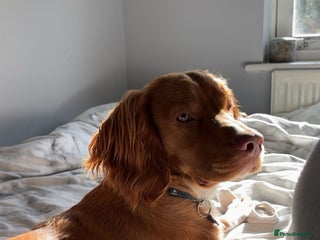 Cocker Spaniel dogs - Advert 7