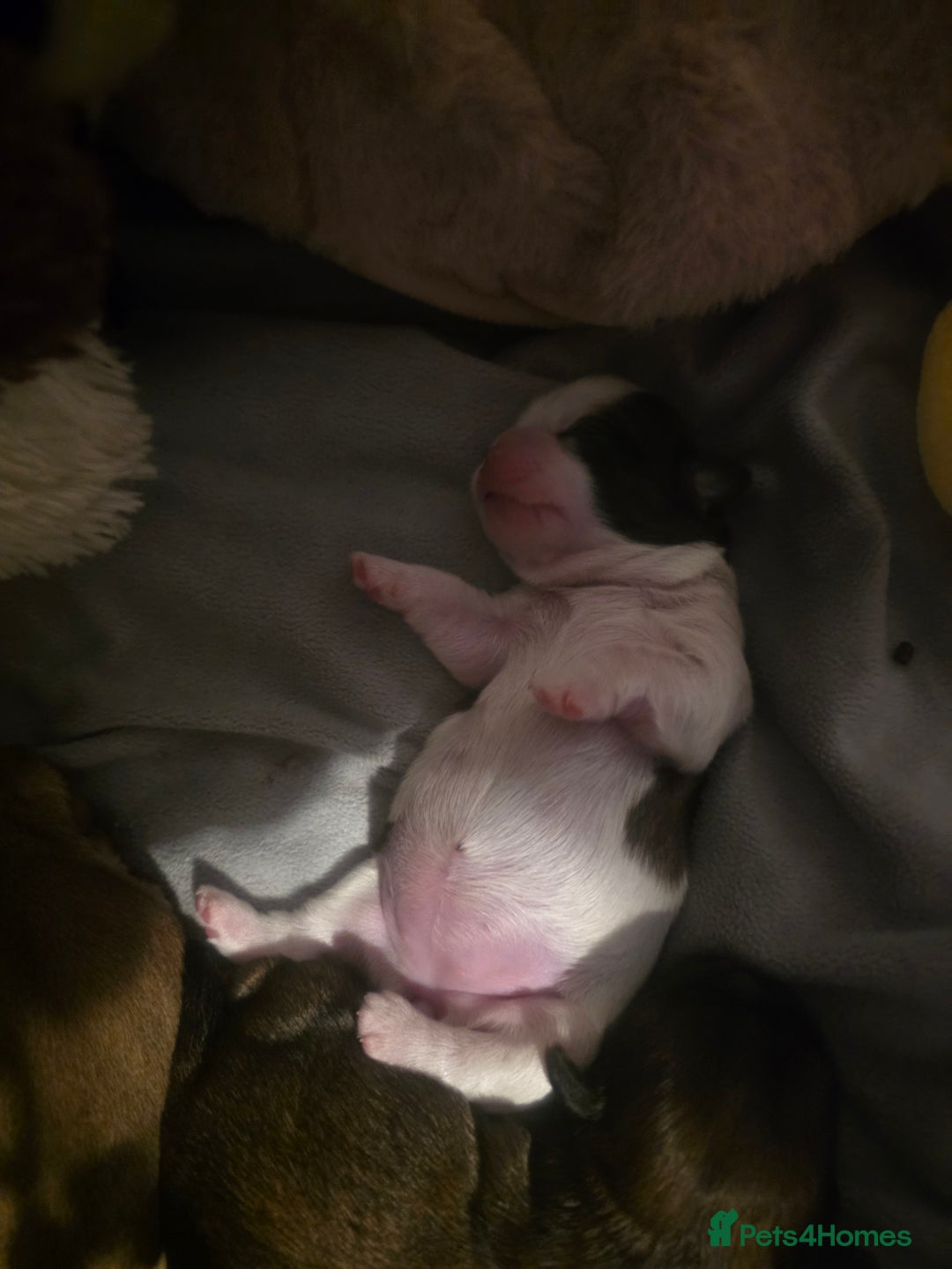 Shih Tzu dogs for sale: Shizu Tzu puppies - Advert 3