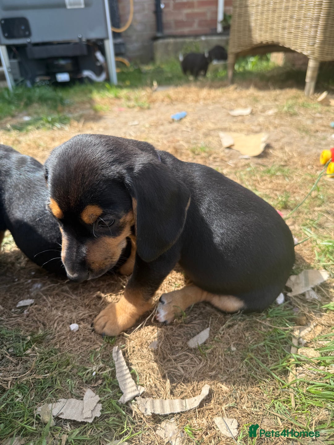 Mixed Breed dogs for sale: Dashound x beagle - Image 1