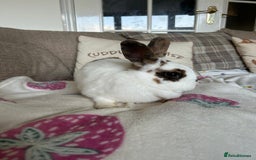 Mini Lop rabbits for sale:  Adorable Bonded Rabbits Looking for a Loving Home - Image 5