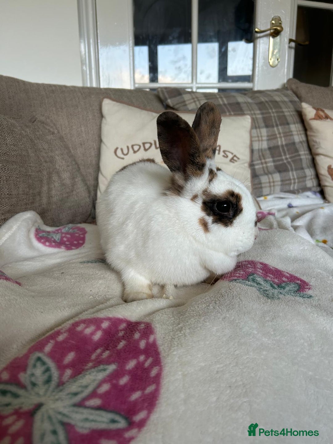Mini Lop rabbits for sale:  Adorable Bonded Rabbits Looking for a Loving Home - Image 5