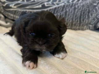 Shih Tzu dogs Full imperial Shih Tzu - Advert 9