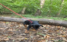 Rottweiler dogs for sale: Male Rottweiler Puppy 6 Months Old - Advert 4