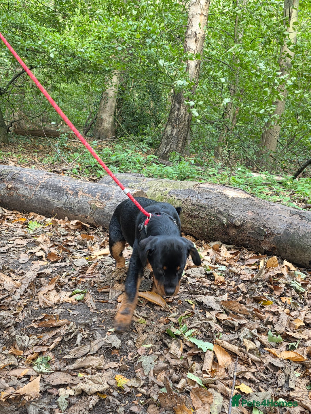 Rottweiler dogs for sale: Male Rottweiler Puppy 6 Months Old - Advert 4