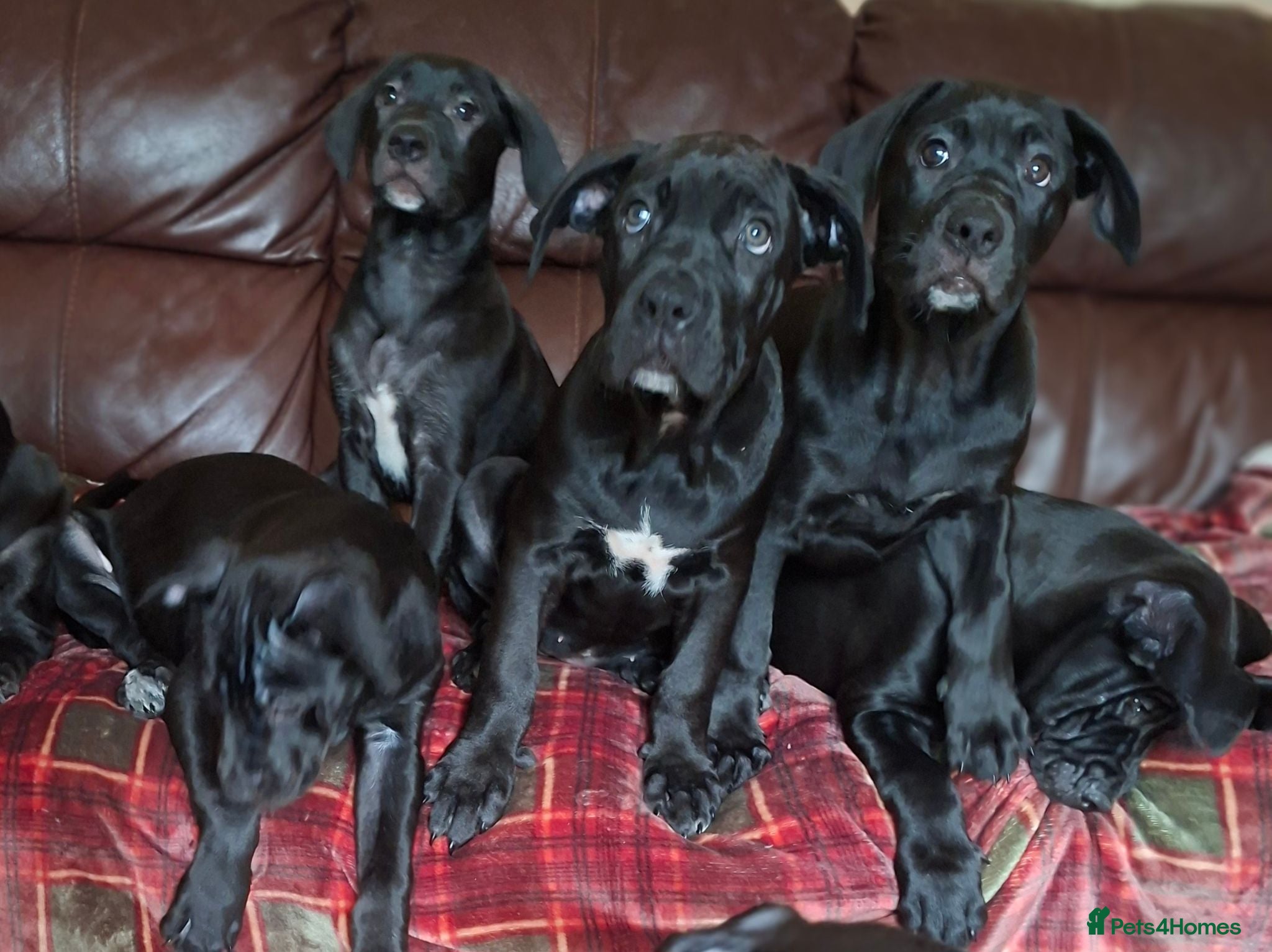 Cane Corso dogs Cane Corso Puppies - Advert 18