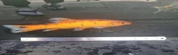 Koi Carp fish for sale: Koi /Orf /Tench- 11 in total in Wellingborough - Advert 3