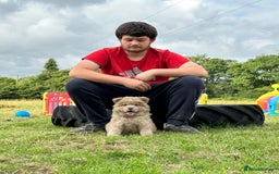 Chow Chow dogs for sale: Exotic colour chowsky puppies for sale  - Image 5