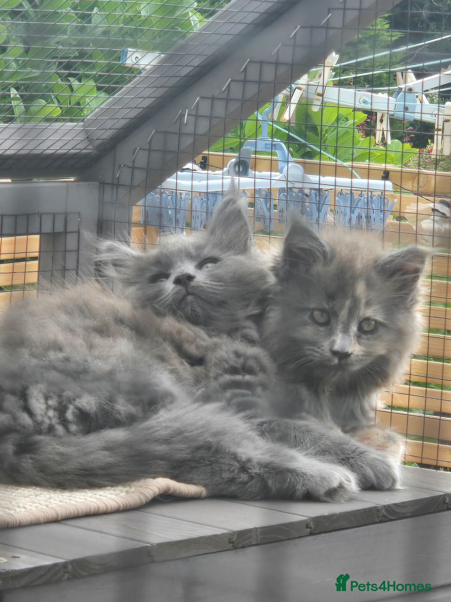 Maine Coon cats 1 male & 2 female maine coone kittens.  - Advert 14