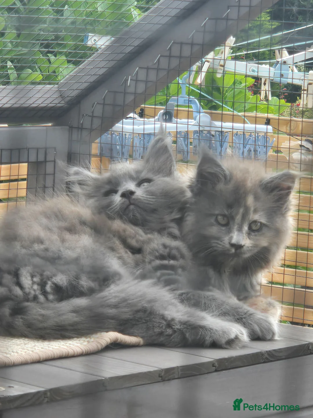 Maine Coon cats for sale: READY NOW 1 BOY LEFT Stunning maine coone kittens - Advert 2