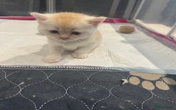 Scottish Fold cats for sale: Scottish fold/ straight 😍🥰❤️ - Image 5