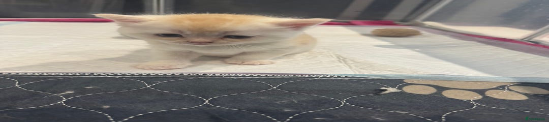  Kitten 1