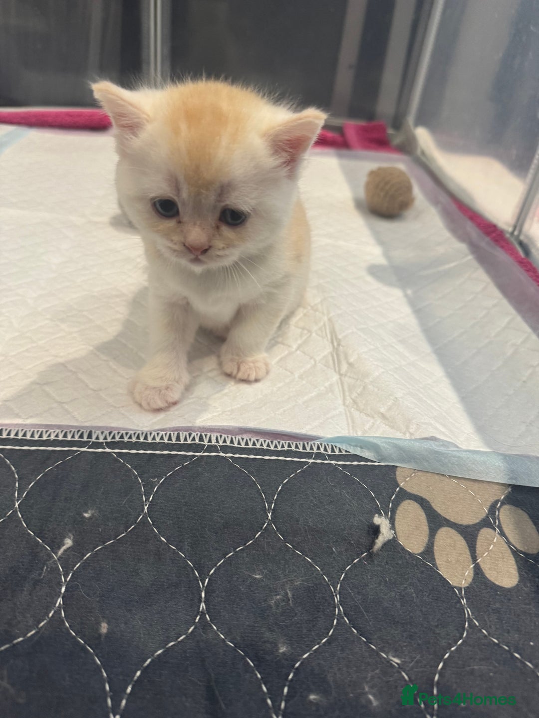 Scottish Fold cats for sale: Scottish fold/ straight 😍🥰❤️ - Image 5