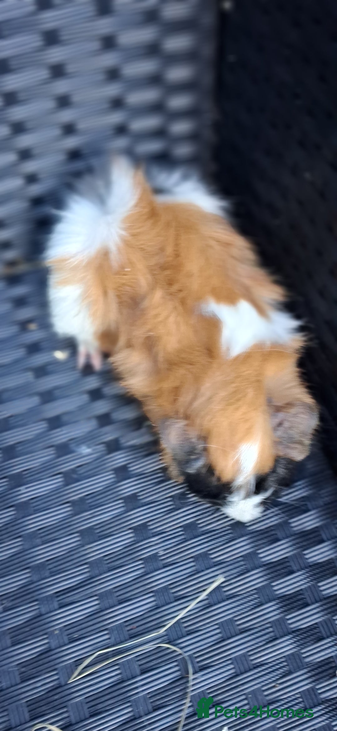 Guinea Pig rodents for sale: Baby boy guinea pigs - Advert 13