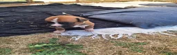 Boxer dogs for sale: Boxer puppies kc registered 5 star council licence - Advert 11