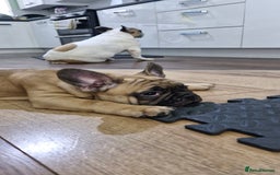 French Bulldog dogs for sale: French Bulldogs - Image 18