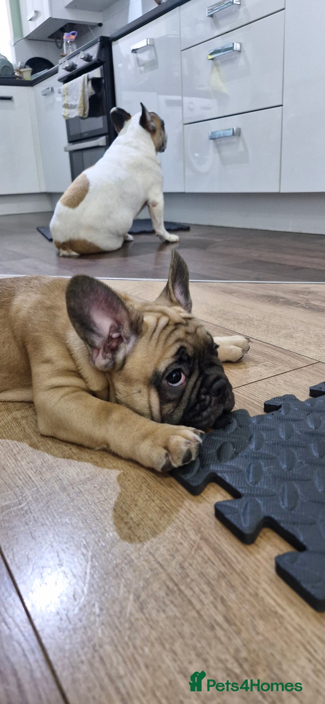 French Bulldog dogs for sale: French Bulldogs - Image 18