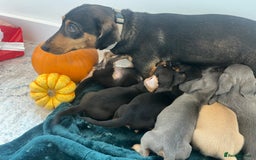 Dachshund dogs for sale: 6 beautiful dachshund puppies  - Image 5