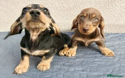 Miniature Dachshund dogs for sale: MINI WIRE READY NOW PRA LAFORA CLEAR  - Image 5