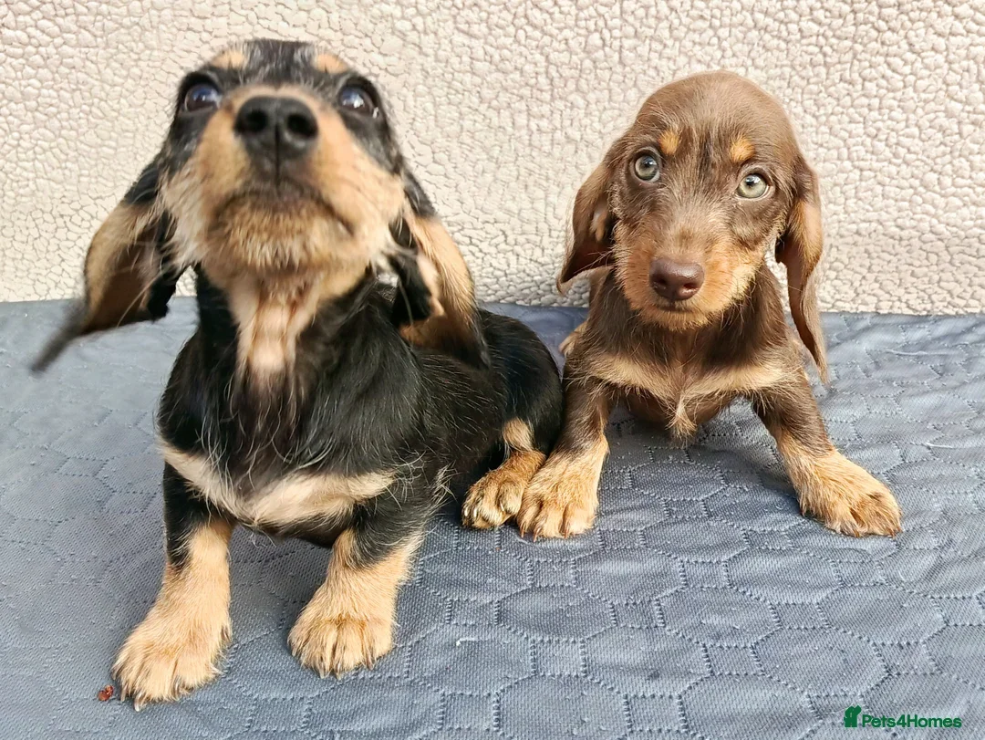 Miniature Dachshund dogs for sale: MINI WIRE READY NOW PRA LAFORA CLEAR  - Image 5