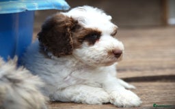 Cockapoo dogs for sale: Parti Colour Cockapoos 🌈 - Raised Right ✨ - Image 6