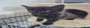 Domestic Shorthair Kitten 1