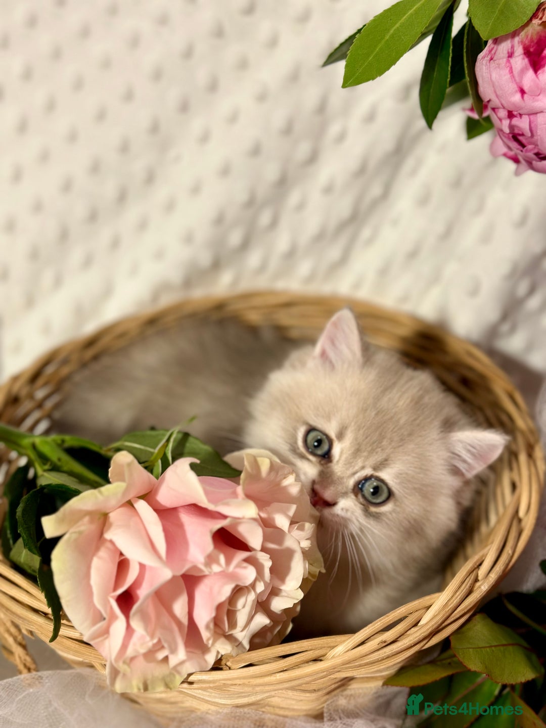 British Shorthair cats for sale: Two Blue Gold Boys  - Advert 10