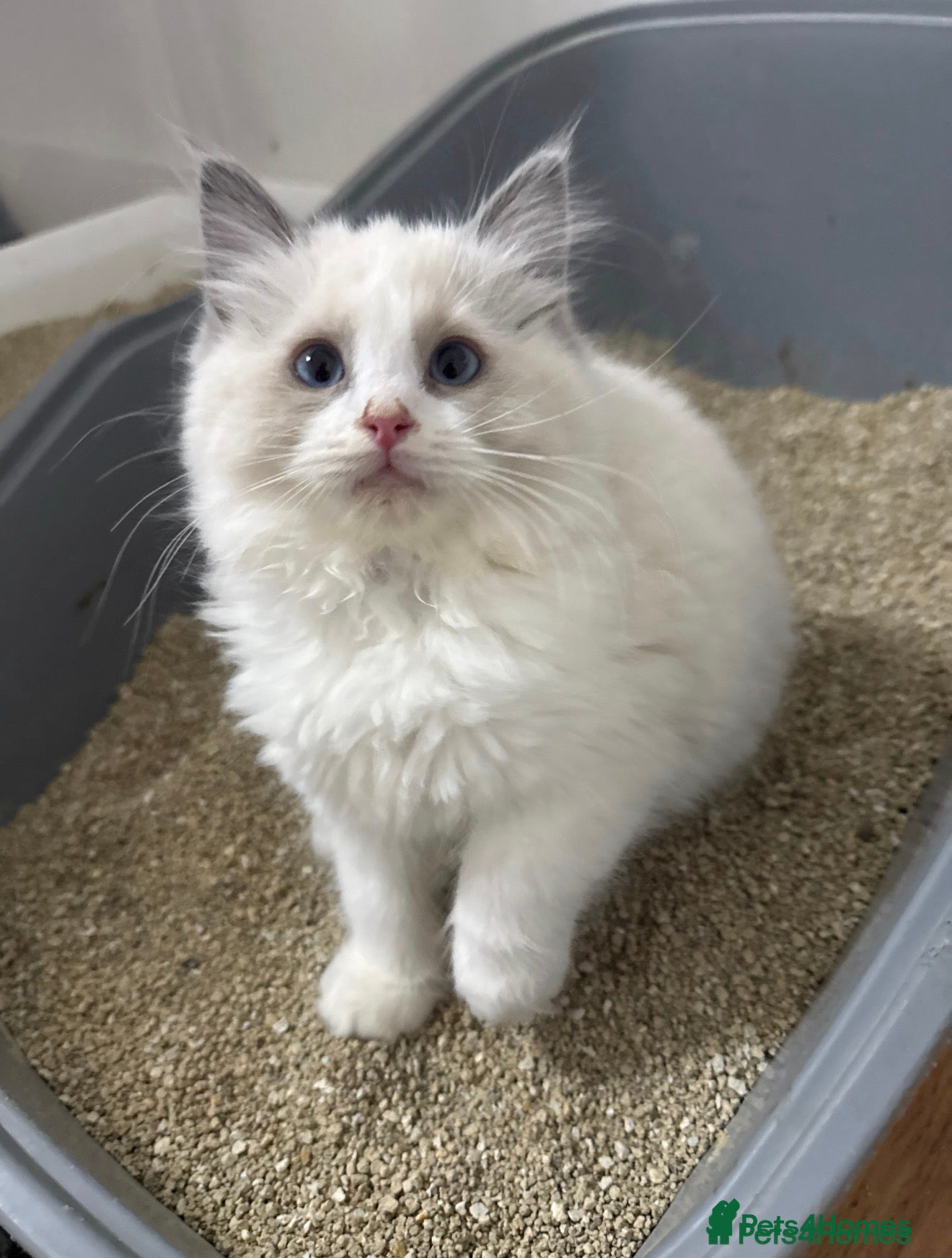 Ragdoll cats 🏅Beautiful GCCF champ blood ragdoll kittens🏅❤️ - Advert 2