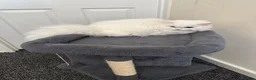 Persian cats for sale: Pure parsin  - Advert 7