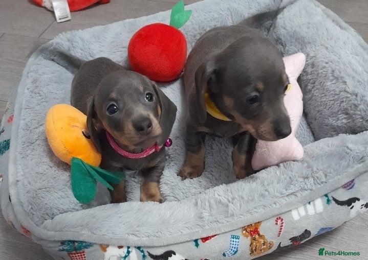 Miniature Dachshund dogs Ready tomorrow 2 girls  - Advert 1