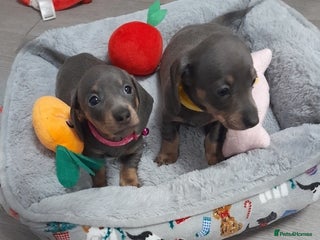 Miniature Dachshund dogs Ready tomorrow 2 girls - Advert 2