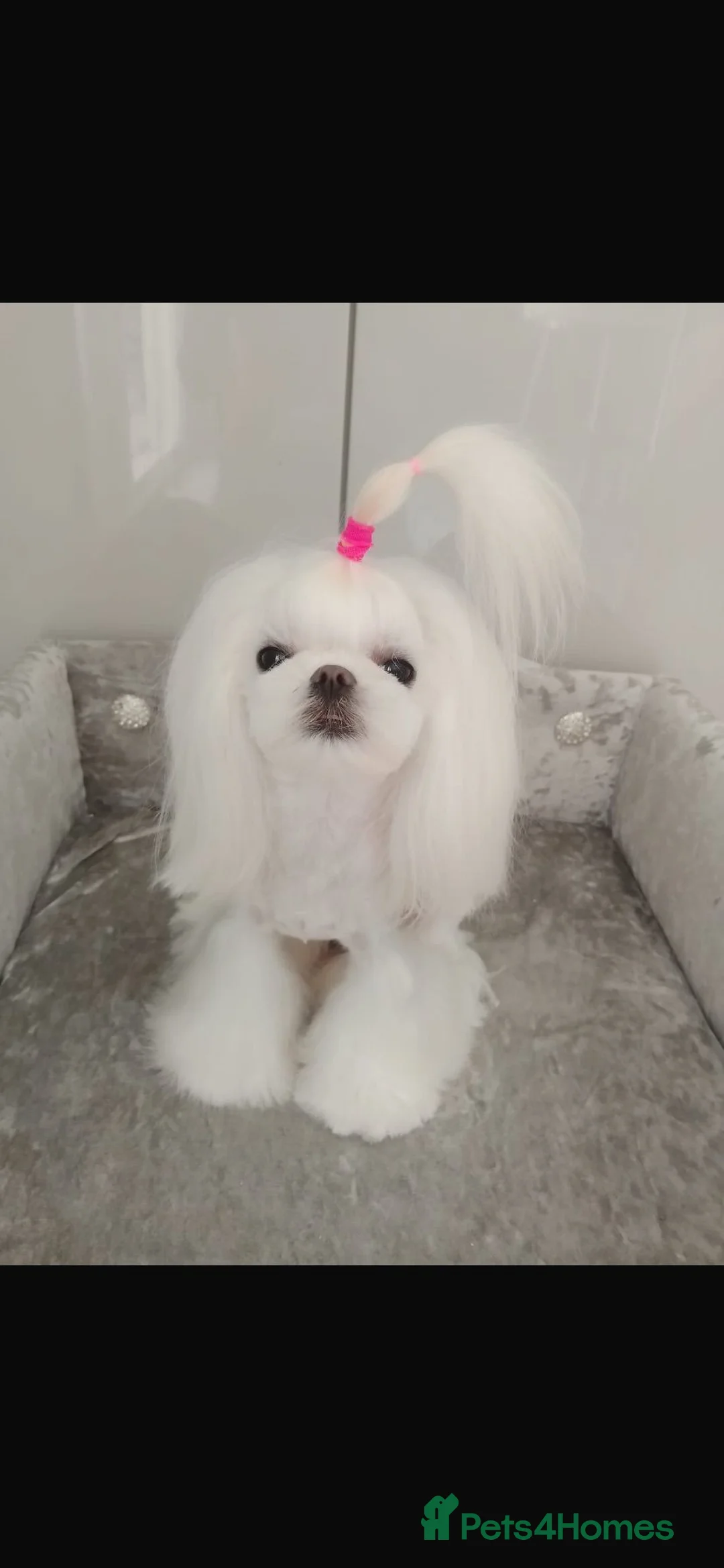 Maltese dogs for sale: Baby doll face Korean little Girl ( Ava) - Advert 4