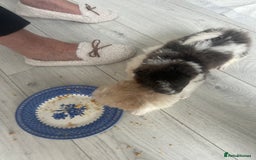 Mixed Breed dogs for sale: Beautiful Pomachons  - Image 10