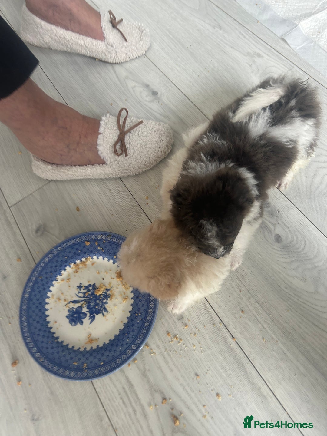 Mixed Breed dogs for sale: Beautiful Pomachons  - Image 10