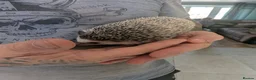 Pygmy Hedgehog rodents for sale: Male African Pygmy hedgehog  - Advert 3