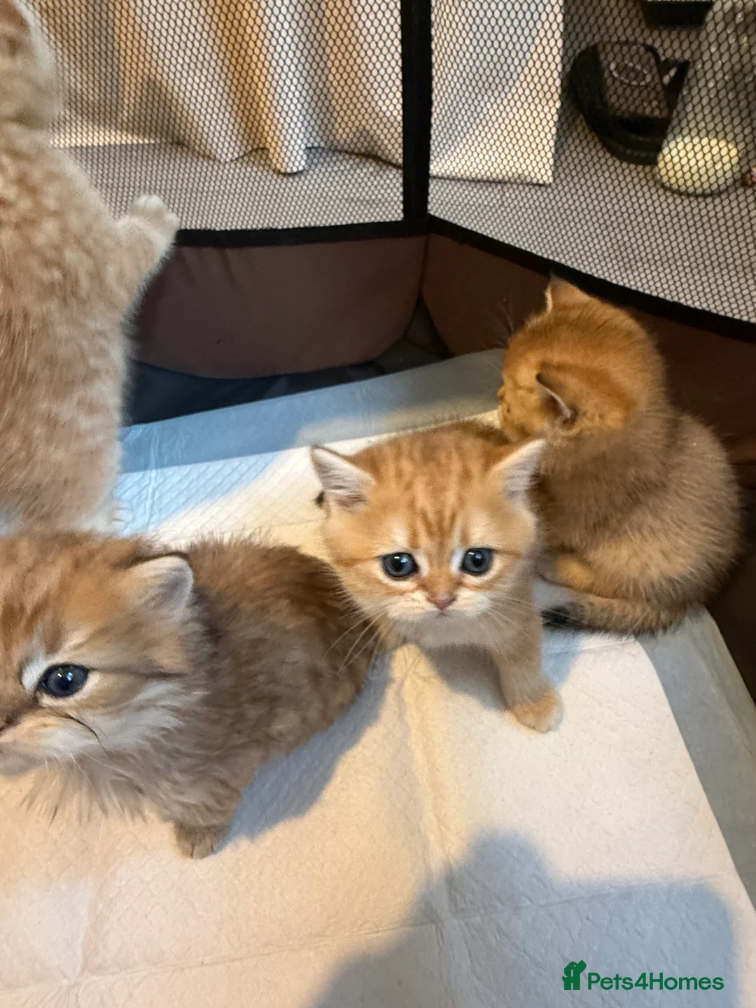 British Shorthair cats for sale: British Shorthair+ Scottish Fold - Advert 15
