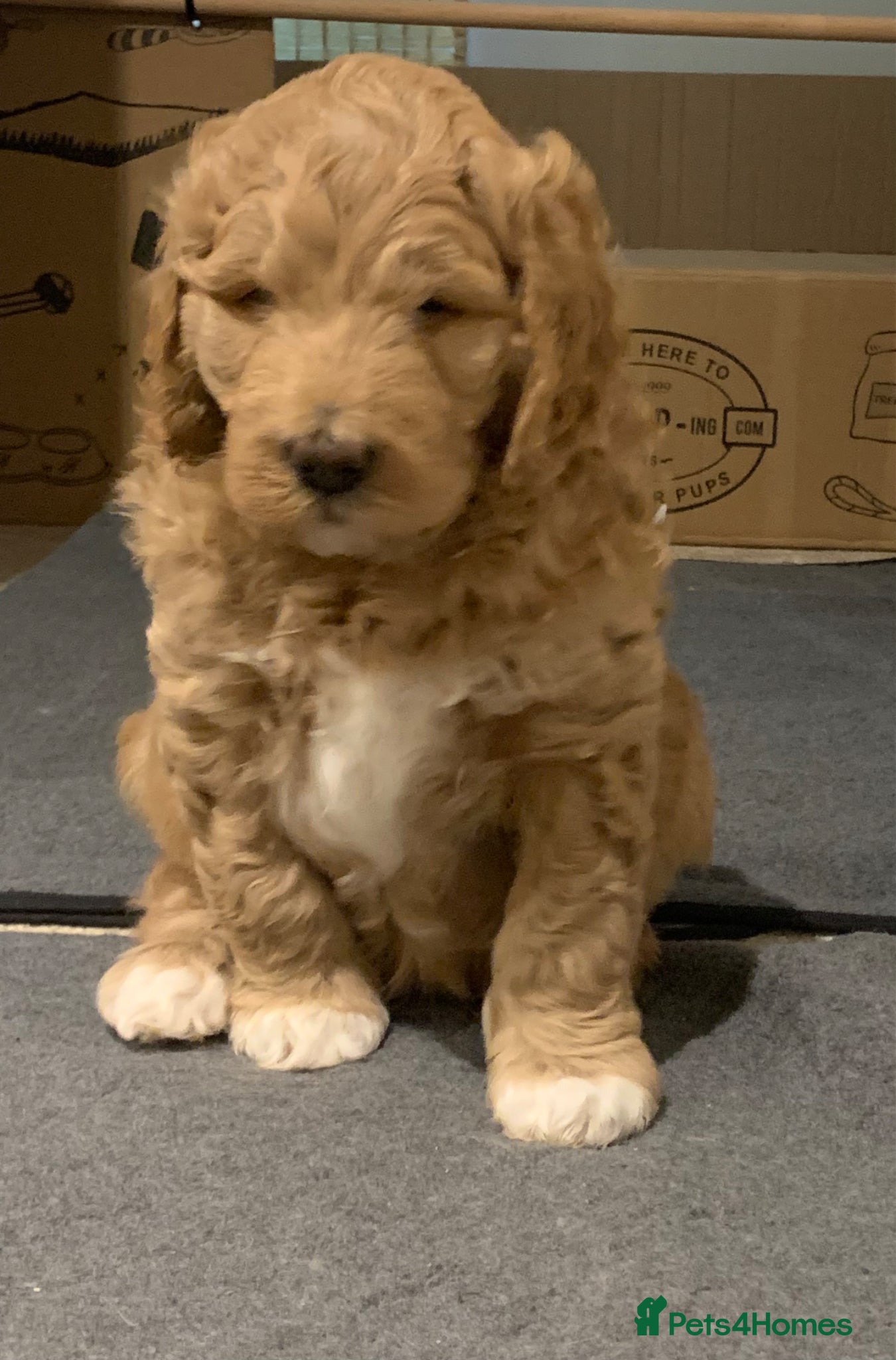 Goldendoodle dogs Goldendoodle/double doodle - Advert 3