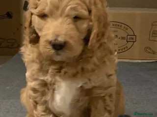 Goldendoodle dogs Goldendoodle/double doodle - Advert 3